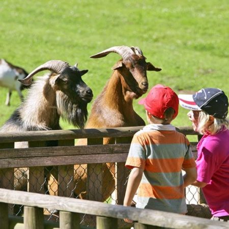 Kinder und Ziegen im Wild- und Wanderpark in Silz